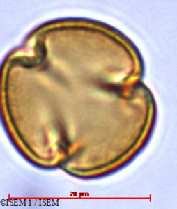 Lobelia urens - lame n° 29421